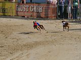 Golden Rabbit European Sandtrack-Derby Th. Ernst (162)